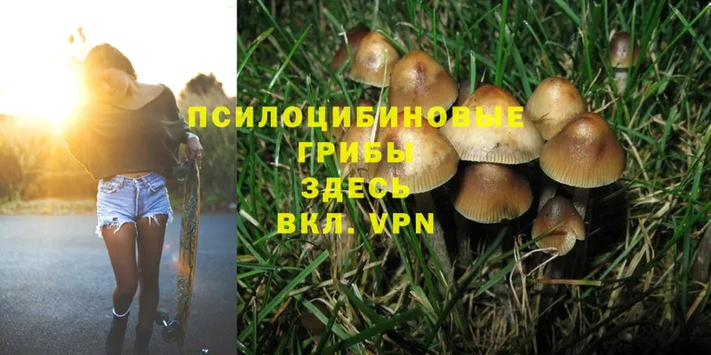 Галлюциногенные грибы Psilocybe  гидра сайт  Ряжск 